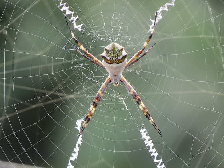 spin, Web, Arachnid, Arachnofobie, bug, Raagbol, natuur