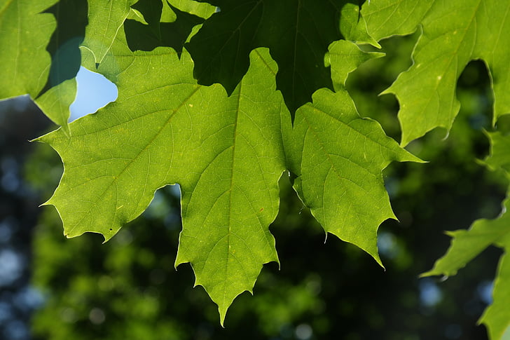 leaves, green, back light, tree acer platanoides, acer platanoides, needle leaf maple, deciduous tree