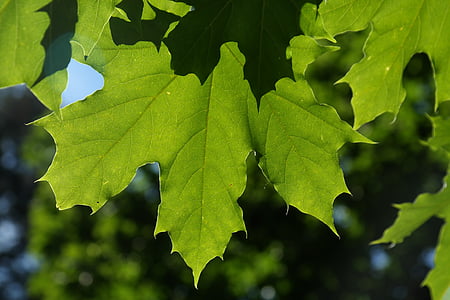 lehed, roheline, tagasi valgus, puu vaher, Harilik vaher, nõela leaf vaher, heitlehised puud