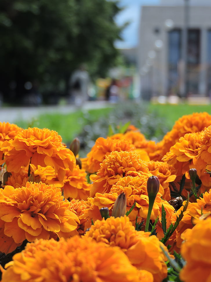Marigold, blomster, gul, St. petersburg, Tagetes erecta
