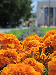 marigold, flowers, yellow, st petersburg, tagetes erecta