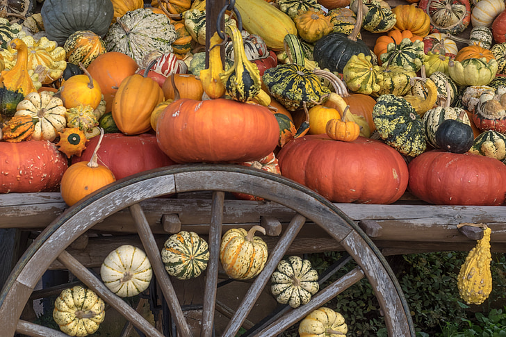 pumpkins, autumn, orange, yellow, gourd, decoration, vegetables