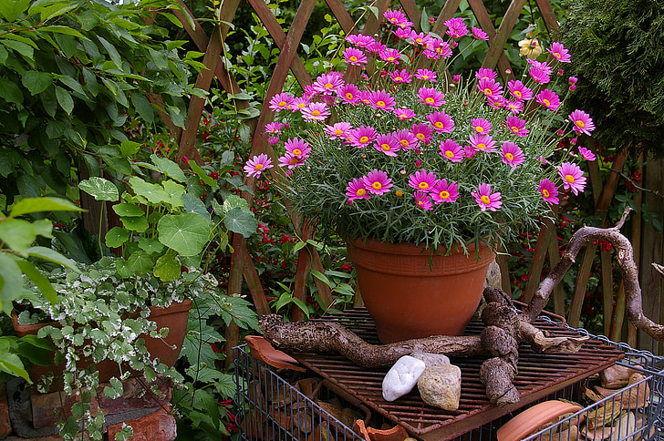 margaritte, vaso di fiori, in cotto, argilla cotta, Deco, giardino, pianta