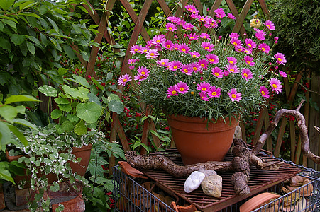 margaritte, flowerpot, terracotta, fired clay, deco, garden, plant