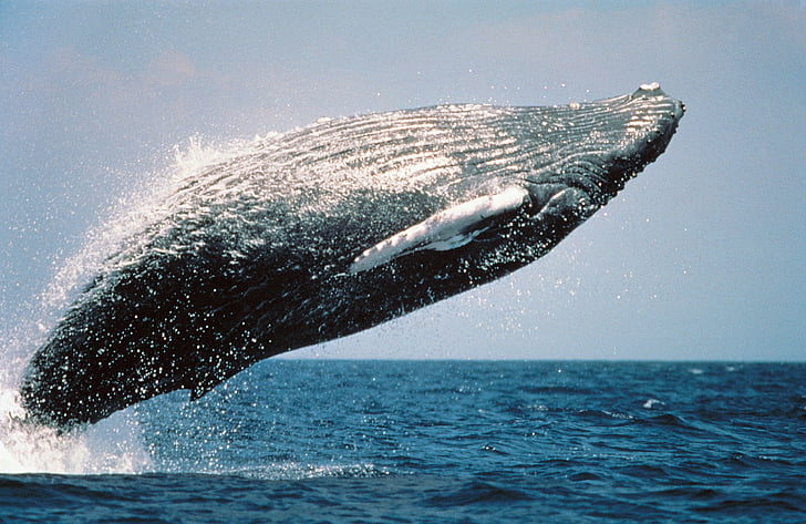 jumping, breaching, ocean, mammal, marine, spray, cetacean