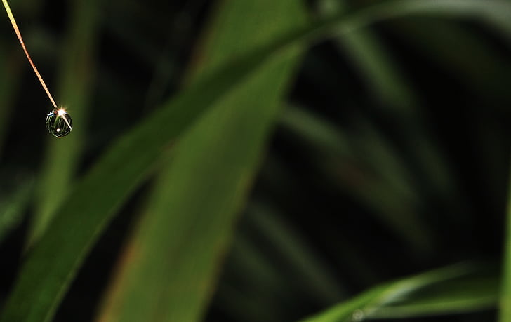 blur, close-up, color, dew, drop, droplet, environment