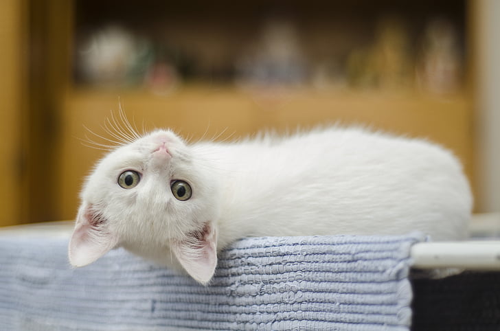 котенок, мило, кошка, Белый, внутренние, милый кот, кошачьи