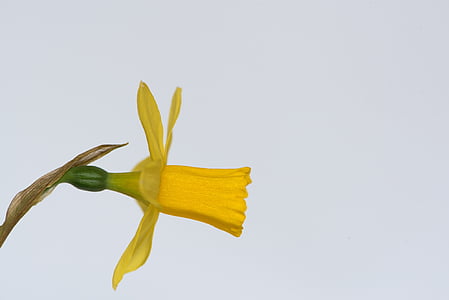 Narcis, květ, žlutý květ, květ, Bloom, okvětní lístky, žlutá