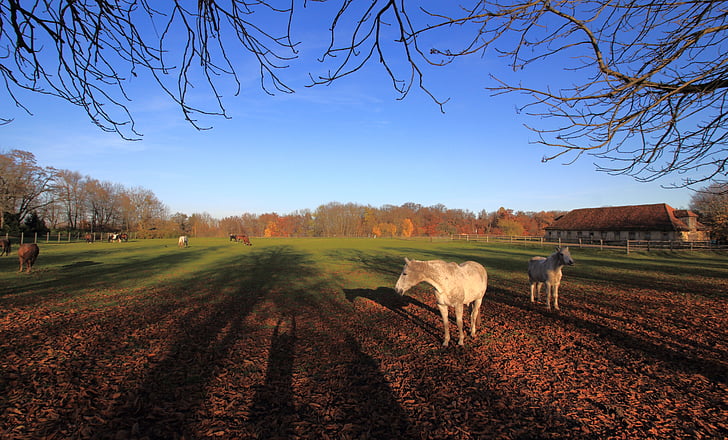 automne, chevaux, ombre, paddock, couplage, paysage, animal