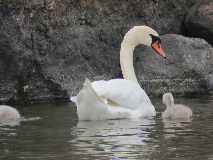 Swan, Cub, förälder, grå, vit, sten, vatten