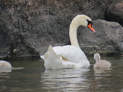 Swan, mláďa, rodič, sivá, biela, kameň, vody