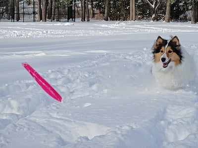 shetland sheepdog, dog, snowfields, frisbee, play a disc, pets, snow