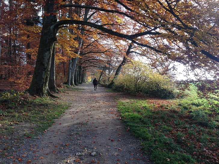 forest, away, autumn, nature, forest path, landscape, trees