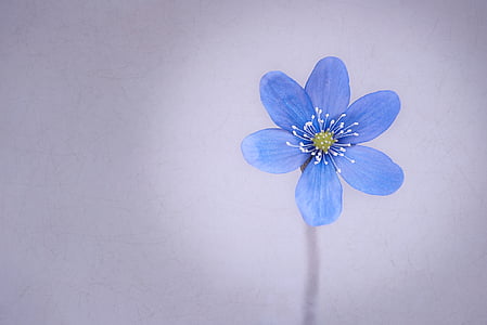 Hepatica, flor, flor, flor, azul, flor de primavera, começou cedo