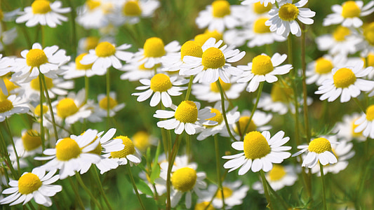 chamomile, summer, nature, flower, plant, daisy, meadow