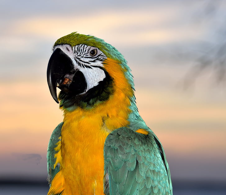 Macaw, papegoja, fågel, aviär, Husdjur, fjädrar, näbb