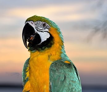 macaw, parrot, bird, avian, pet, feathers, beak