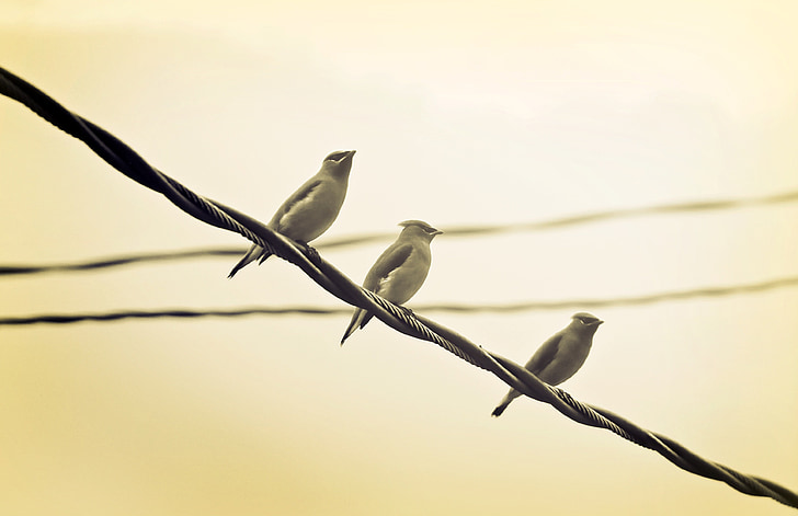 birds, perched, wire, row, flock, nature, animal