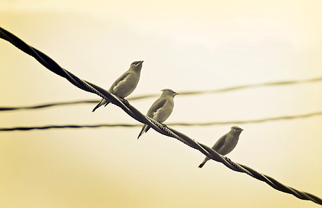 fugle, perched, Wire, række, flok, natur, dyr