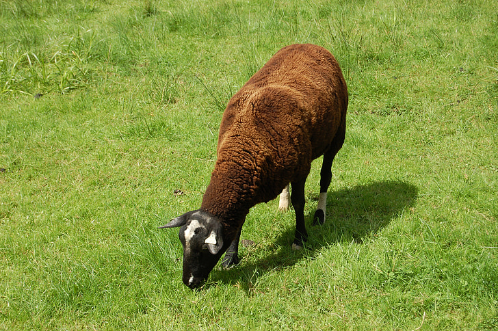 овцы, шерсть, трава, животное, ферма, крупный рогатый скот