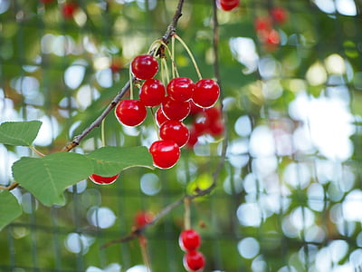 red, cherries, fruit, cherry, food, nature, tree