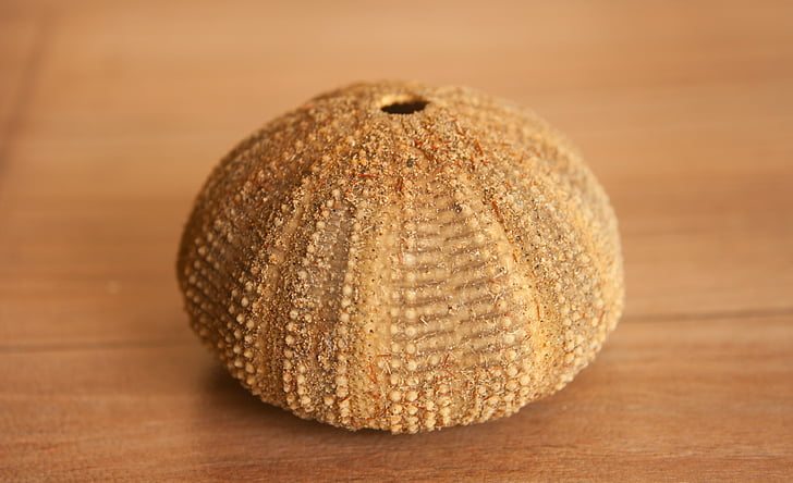 sea urchin, sea life, shell, echinite, wood - Material, close-up, single Object