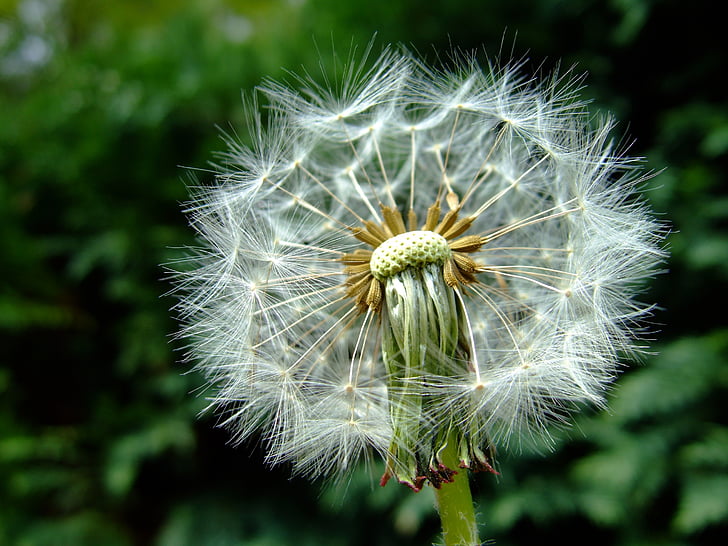 dandelion, fluff, overblown, wish, blowing, lint, macro