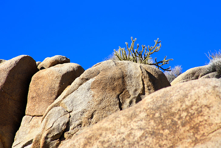 cactus, desert de, Roca, natura, paisatge, planta, natural