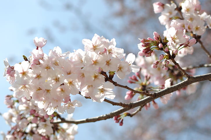 Close-up, Japón, árbol, primavera, rama, naturaleza, flor