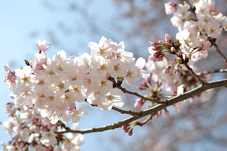 detalus vaizdas, Japonija, medis, Pavasaris, filialas, Gamta, gėlė
