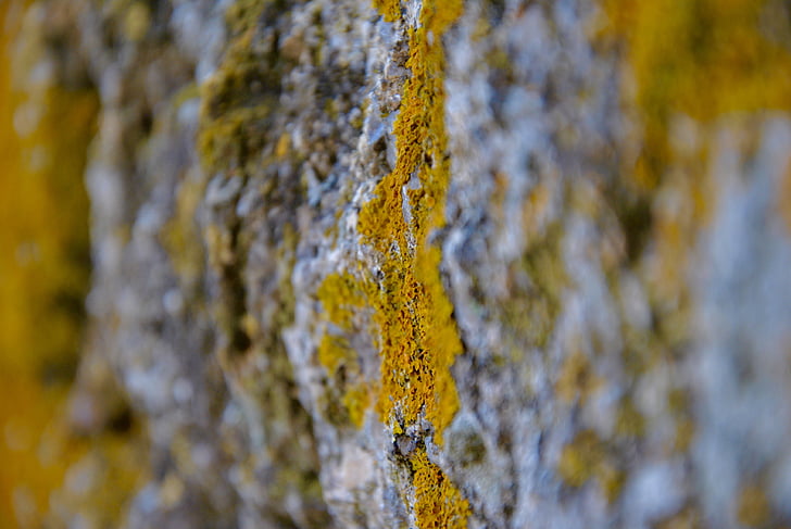 fotomikrografi, Moss, sten, gul
