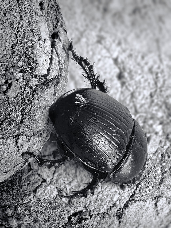 møkk beetle, Scarab, insekt, bille, natur, Lukk, svart-hvitt