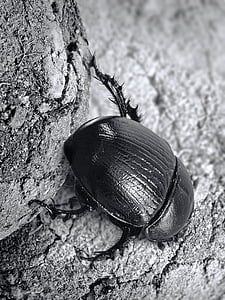 dung beetle, scarab, insect, beetle, nature, close, black and white