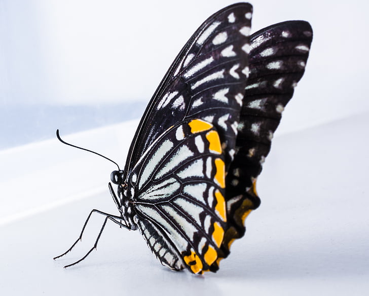 vlinder, insect, vlinder - insecten, natuur, dier, dierlijke vleugel, Close-up