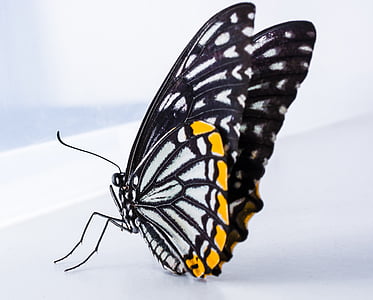 Schmetterling, Insekt, Schmetterling - Insekt, Natur, Tier, tierische Flügel, schließen