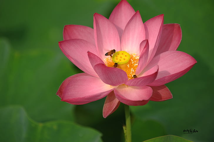 lotus, summer, insects, bee, plants