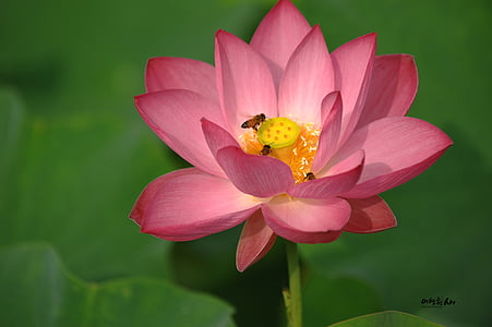 Lotus, лято, насекоми, пчела, растения