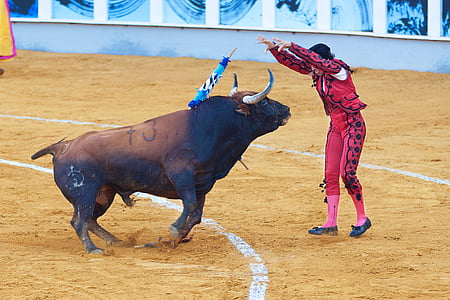 people, man, bull, animal, sport, field, competition