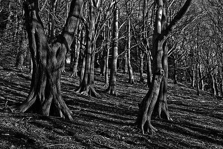 木, 森の中, 謎, フォレスト, 暗い, ファンタジー, 神秘的です