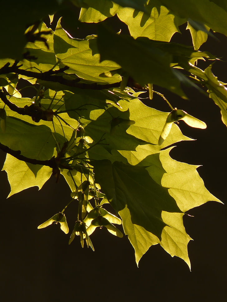 ahorn, maple leaf, blad, træ, grøn, vener, spidsløn