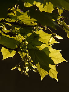 kļavas, kļavas lapa, Leaf, koks, zaļa, vēnas, Norvēģija maple