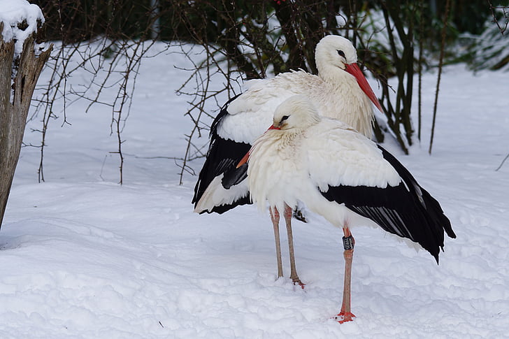 stork, white stork, eastern, bird, winter, snow, animals