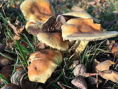 mushroom, autumn, nature, fungus, forest, season, brown