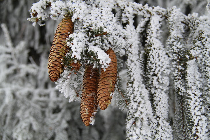 cây, mùa đông, mùa giải, tuyết, băng, Frost, cây thông