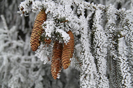 дерево, взимку, пори року, сніг, лід, іній, соснові