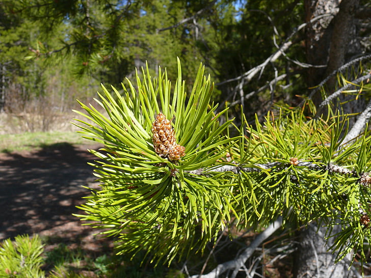 Pine, tallkotte, barrträd, FIR tree, naturen