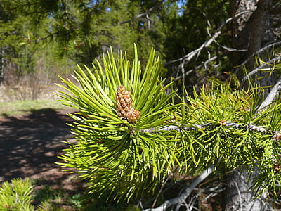 Pine, tallkotte, barrträd, FIR tree, naturen