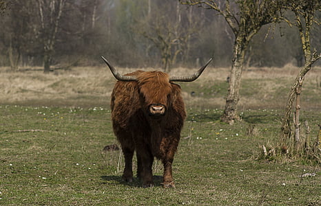 Thiên nhiên, động vật, thịt bò, người Scotland highlander, hoang dã, sừng, cỏ