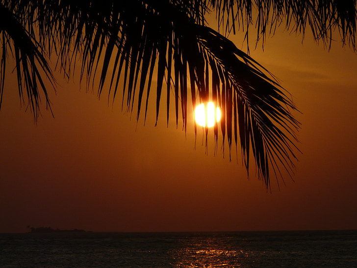 sunset, palm, nature, sun, romance