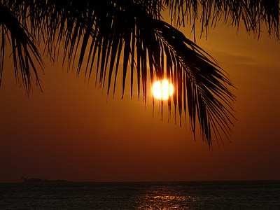 solnedgang, Palm, natur, solen, romantikk